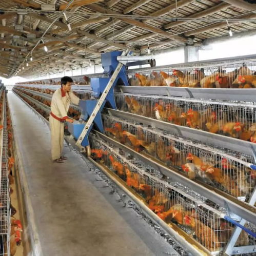 黃杏彪 用心智造，推動雞群智能化飼養設備與外圍設備制造